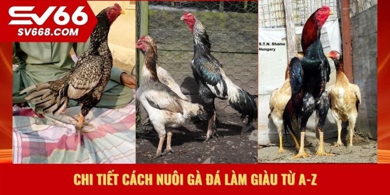 Chi tiết cách nuôi gà đá làm giàu từ A-Z