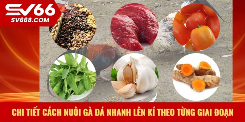 Chi tiết cách nuôi gà đá nhanh lên kí theo từng giai đoạn