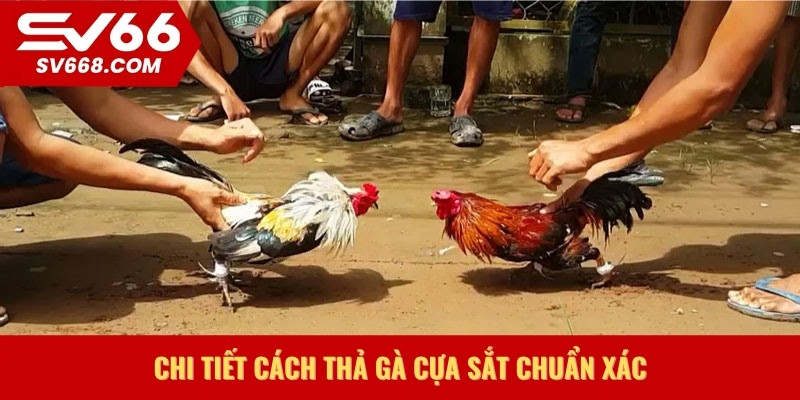 Chi tiết cách thả gà cựa sắt chuẩn xác