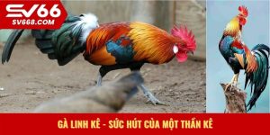 Gà linh kê - sức hút của một thần kê