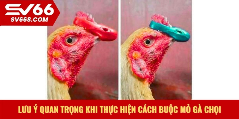 Lưu ý quan trọng khi thực hiện cách buộc mỏ gà chọi