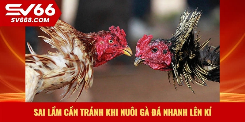Sai lầm cần tránh khi nuôi gà đá nhanh lên kí