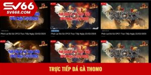 Trực tiếp Đá gà Thomo