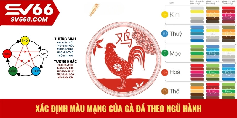 Xác định màu mạng của gà đá theo ngũ hành