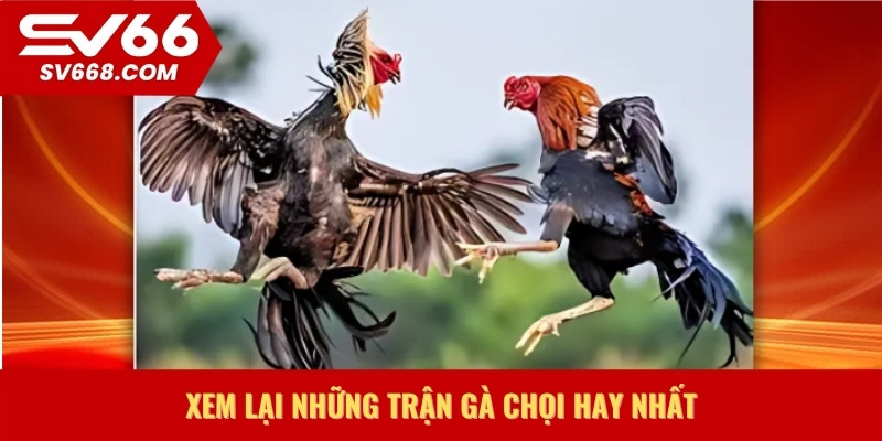 Xem lại những trận gà chọi hay nhất