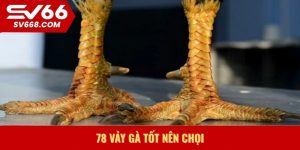 78 vảy gà tốt nên chọi