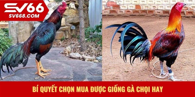 Bí quyết chọn mua được giống gà chọi hay