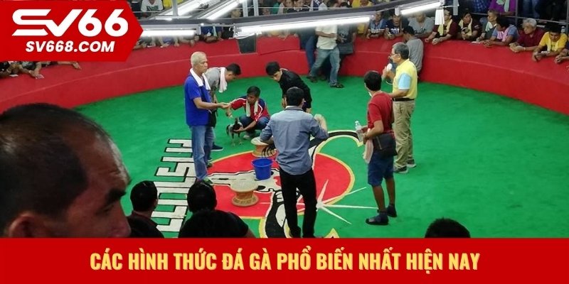 Các hình thức đá gà phổ biến nhất hiện nay