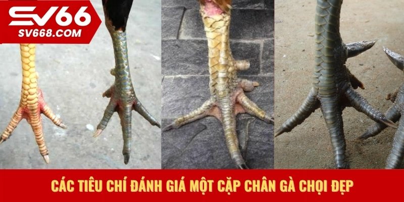 Các tiêu chí đánh giá một cặp chân gà chọi đẹp