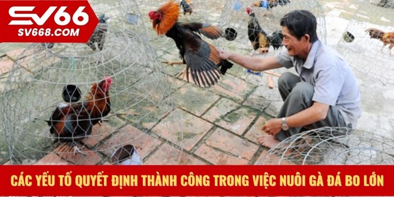 Các yếu tố quyết định thành công trong việc nuôi gà đá bo lớn