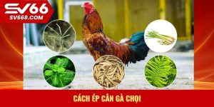 Cách ép cân gà chọi