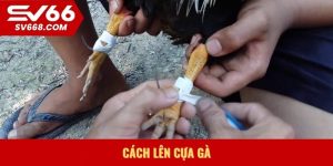 Cách lên cựa gà