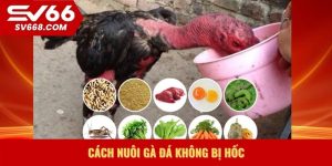 Cách nuôi gà đá không bị hốc