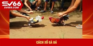 Cách xổ gà đá