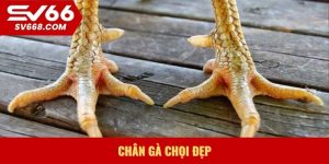 Chân gà chọi đẹp