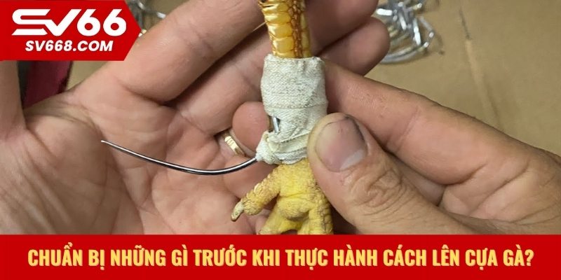 Chuẩn bị những gì trước khi thực hành cách lên cựa gà?