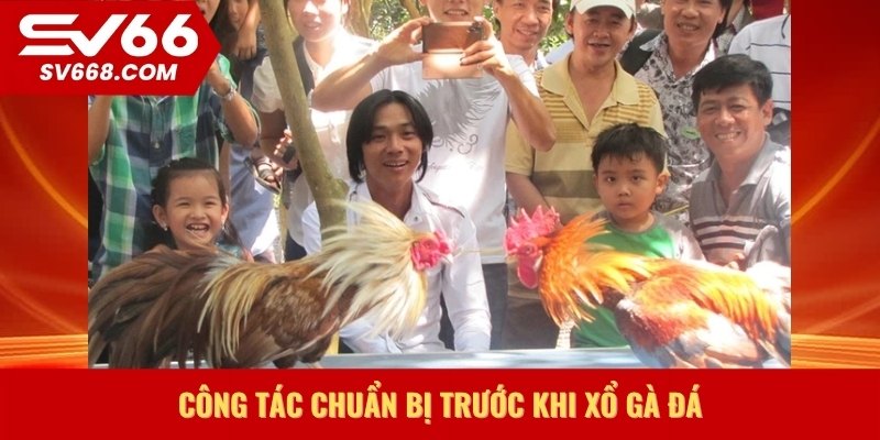 Công tác chuẩn bị trước khi xổ gà đá