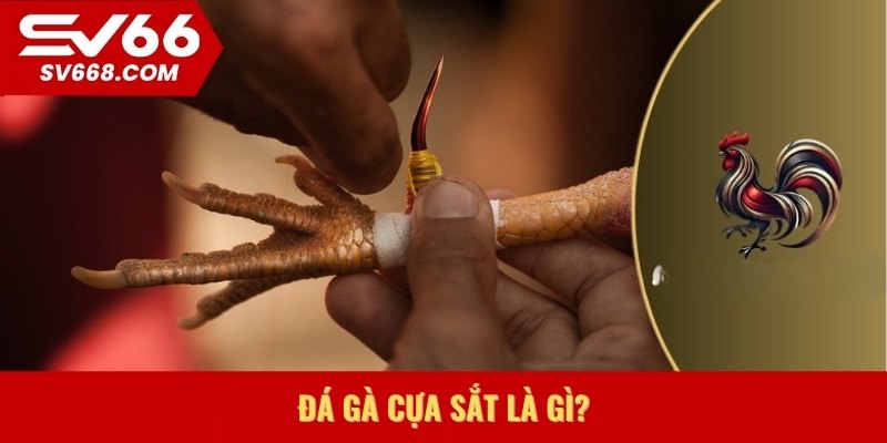 Đá gà cựa sắt là gì?