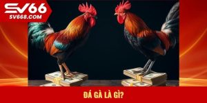 Đá gà là gì?