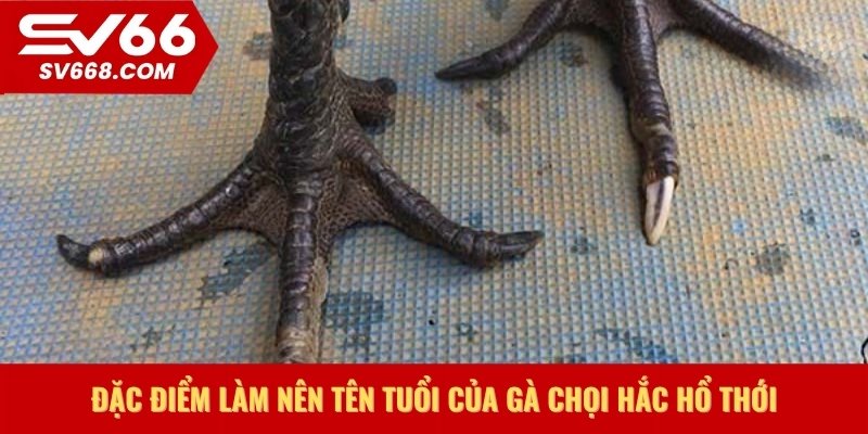 Đặc điểm làm nên tên tuổi của Gà chọi Hắc Hổ Thới