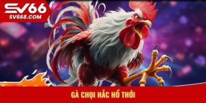 Gà Chọi Hắc Hổ Thới
