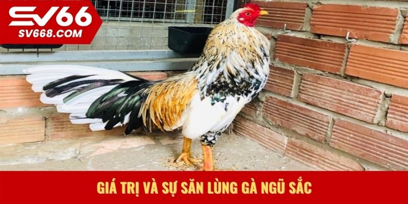 Giá trị và sự săn lùng Gà Ngũ Sắc