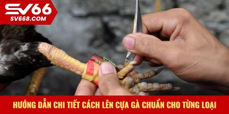 Hướng dẫn chi tiết cách lên cựa gà chuẩn cho từng loại