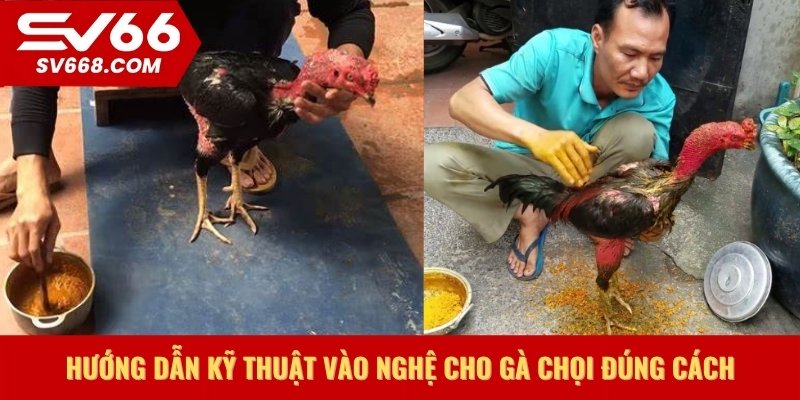 Hướng dẫn kỹ thuật vào nghệ cho gà chọi đúng cách