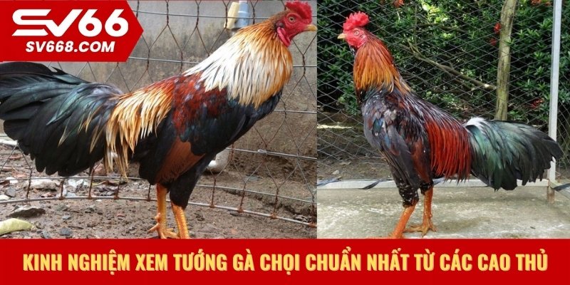 Kinh nghiệm xem tướng gà chọi chuẩn nhất từ các cao thủ