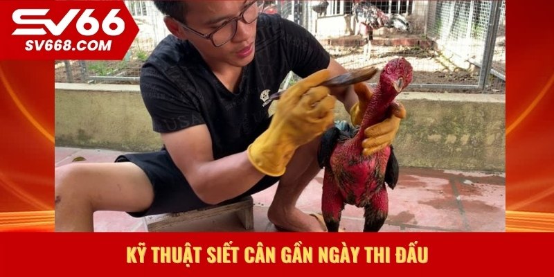 Kỹ thuật siết cân gần ngày thi đấu