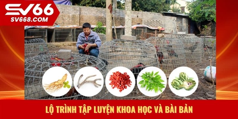 Lộ trình tập luyện khoa học và bài bản