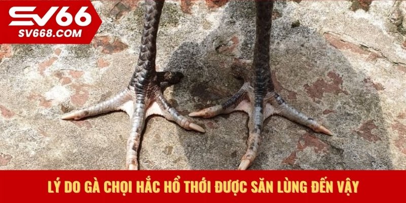 Lý do Gà chọi Hắc Hổ Thới được săn lùng đến vậy