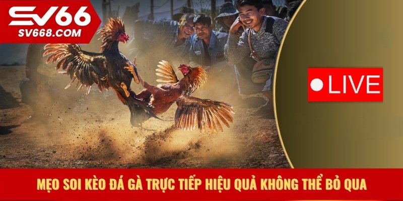 Mẹo soi kèo đá gà trực tiếp hiệu quả không thể bỏ qua