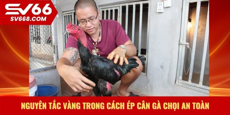 Nguyên tắc vàng trong cách ép cân gà chọi an toàn