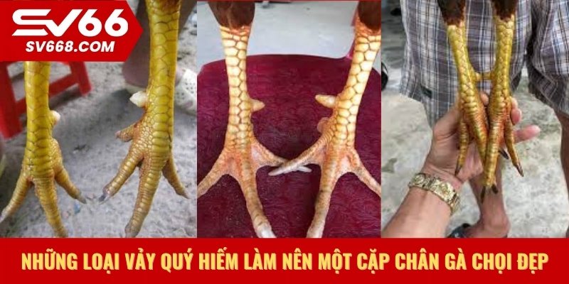 Những loại vảy quý hiếm làm nên một cặp chân gà chọi đẹp