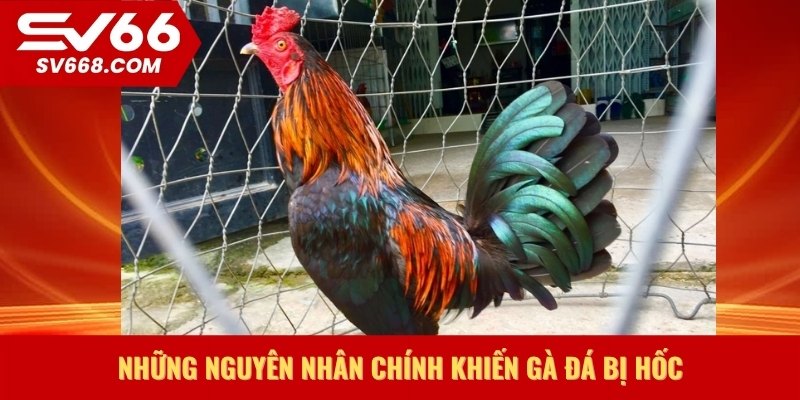 Những nguyên nhân chính cách nuôi gà đá không bị hốc