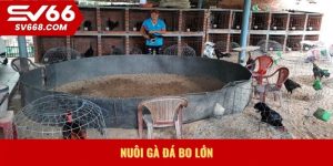 Nuôi gà đá bo lớn