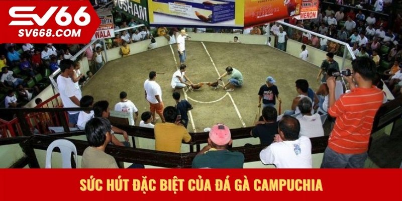Sức hút đặc biệt của đá gà Campuchia