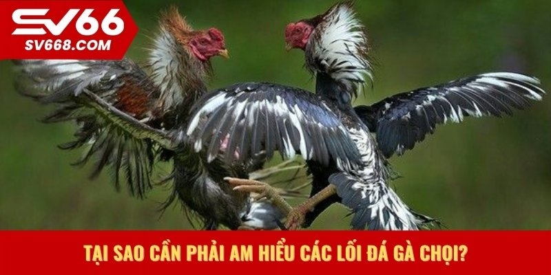 Tại sao cần phải am hiểu các lối đá gà chọi?
