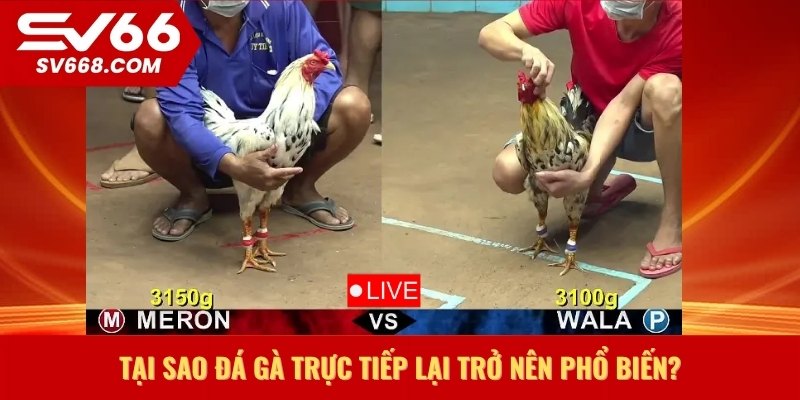 Tại sao đá gà trực tiếp lại trở nên phổ biến?