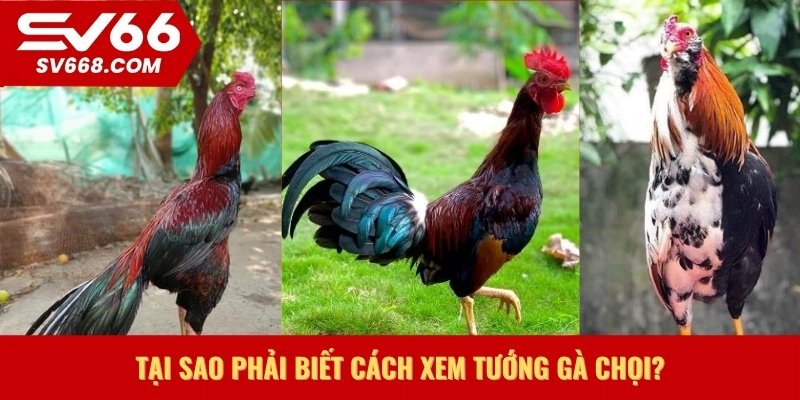 Tại sao phải biết cách xem tướng gà chọi?