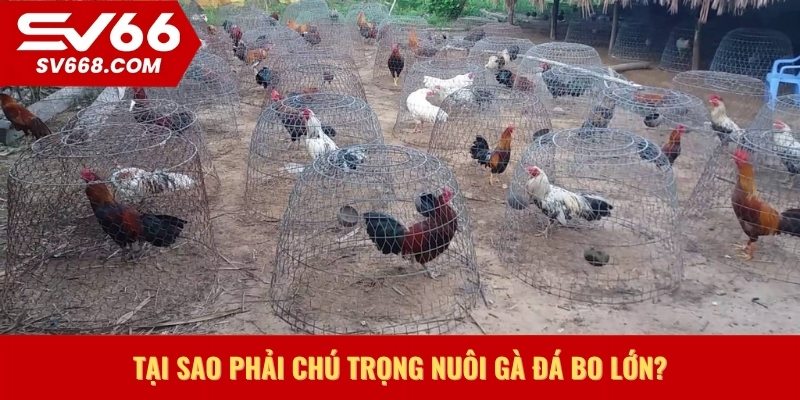 Tại sao phải chú trọng nuôi gà đá bo lớn