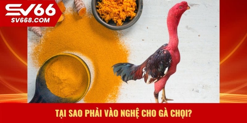 Tại sao phải vào nghệ cho gà chọi?
