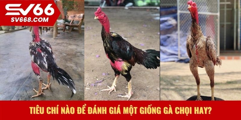 Tiêu chí nào để đánh giá một giống gà chọi hay?