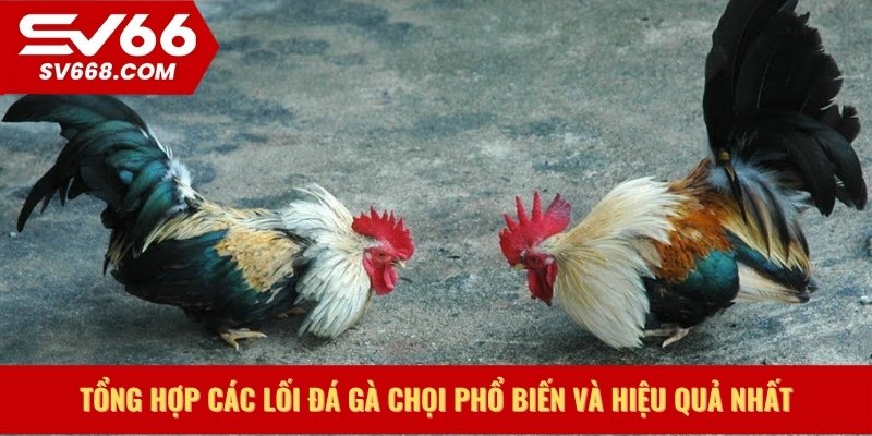 Tổng hợp các lối đá gà chọi phổ biến và hiệu quả nhất