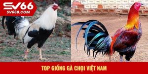 Top giống gà chọi Việt Nam