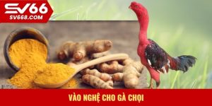Vào nghệ cho gà chọi