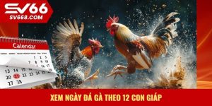 Xem ngày đá gà theo 12 con giáp
