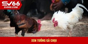 Xem tướng gà chọi