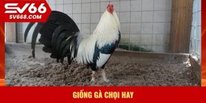 giống gà chọi hay